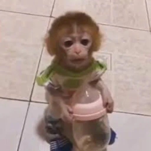 vídeo, милая обезьянка, обезьянка смешная, обезьянка ест кашу, маленькая обезьянка