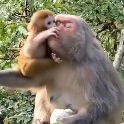 обезьянки, обезьяны насильники, маленькая обезьянка, жестокие мамы обезьяны, жестокие обезьяны матери