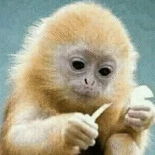 рыжая обезьяна, милая обезьянка, веселые животные, маленькие рыжие обезьянки, рожденные воле фильм 2011