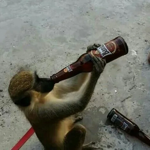 обезьяну, обезьяна пивом, обезьяна бутылкой, обезьяна пьет колу, интересные животные