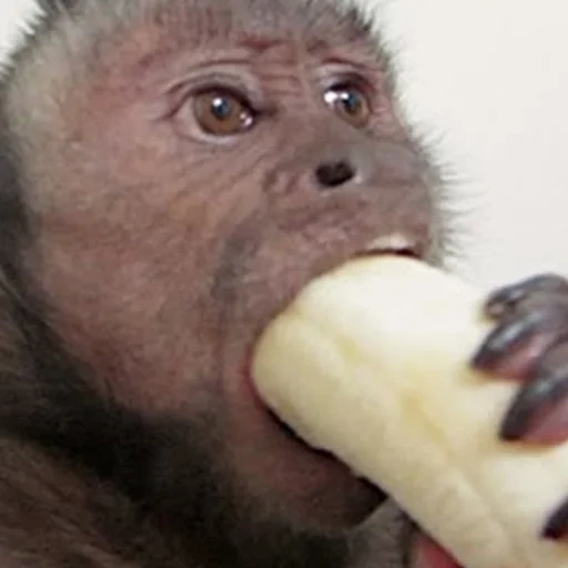 обезьянки, ручная обезьяна, мартышка бананом, обезьяна ест банан