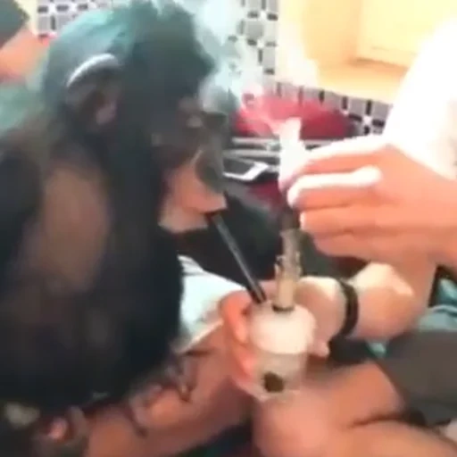 любэ, vídeo, monkey, индонезия, накуренная обезьяна