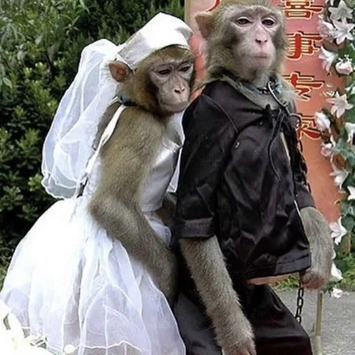 необычная свадьба, обезьяна свадебном платье, мартышка свадебном платье, обезьяны свадебном наряде, обезьянки свадебных нарядах