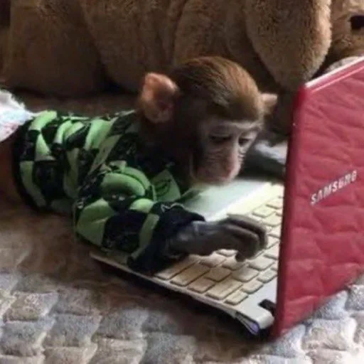 айкарли, песни чимина, домашняя обезьяна, домашние обезьянки, обезьяна ноутбуком