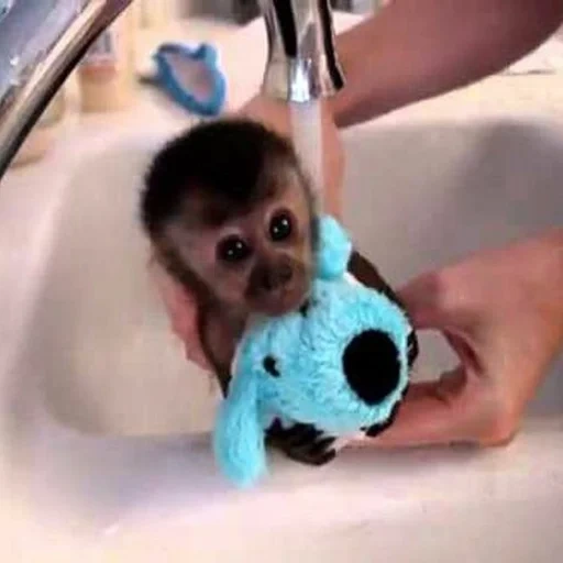 обезьянка ванной, маленькая обезьянка, обезьянка игрунка купание, маленькая обезьянка моется, карликовая обезьянка игрунка