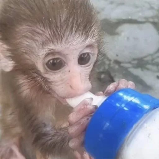 baby monkey, обезьяна ручная, маленькая обезьяна, мартышка маленькая, домашняя обезьянка живая