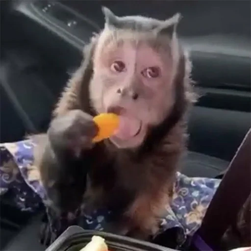 мордашка, обезьянки, обезьяна капуцин, обезьянка смешная, маленькая обезьянка
