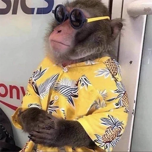 обезьяна, обезьянки, monkey мем, обезьяна куртке, животные веселые