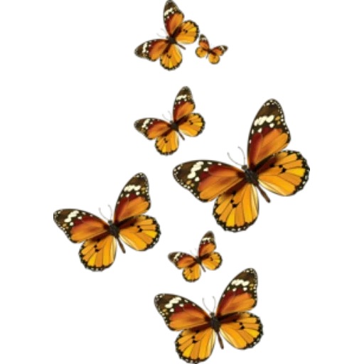papillons, fond de blabochka, monarque papillon, clipart papillon, papillons volants