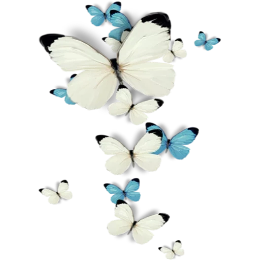butterfly white, butterfly ash, butterfly blue, kupu-kupu dengan latar belakang putih, kupu-kupu putih putih