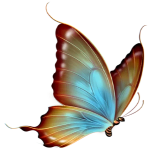 mariposa, patrón de mariposa, pies de clip de mariposa, mariposa blanca, mariposa transparente al final