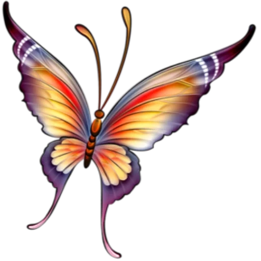 papillon, image papillon, dessin de papillon, papillon, beau dessin papillon