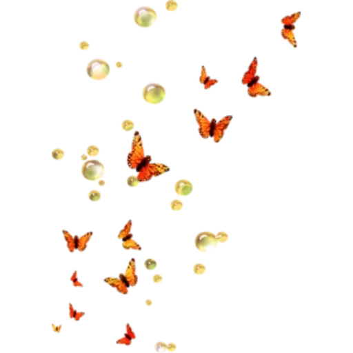 papillons avec un fond blanc, overli du fond transparent papillon, soude de papillons avec un fond transparent, papillons volants avec un fond transparent, papillons volants de fond transparent photoshop