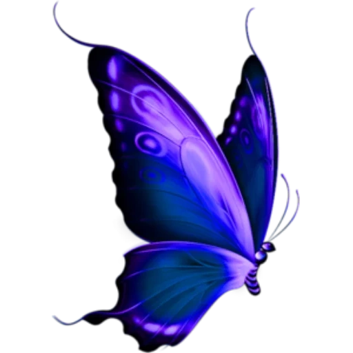 la farfalla è blu, immagine farfalla, farfalle lilla, farfalla viola, farfalla viola con sfondo bianco