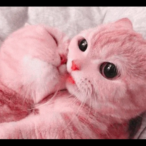gatto, un bel sigillo, kitty carino, gattini affascinanti, foto di sigillo carino