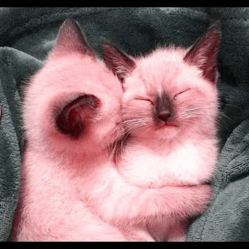hermoso sueño, lindo sello, cara de gatito, gato doble