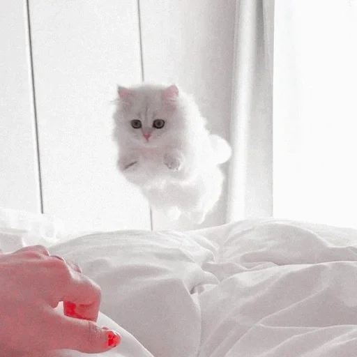 the cat is white, the kitten is white, cats aesthetics, white cat is fluffy, cute cats aesthetics