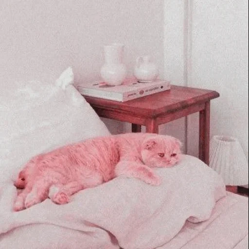 кошка, кровать кошка, котик кровати, самые милые животные, милые котята эстетика