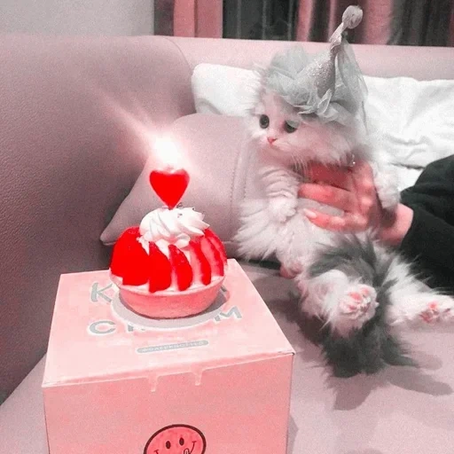 the animals are cute, the most cute animals, a cute cat with a cake, cute cats are funny, charming kittens