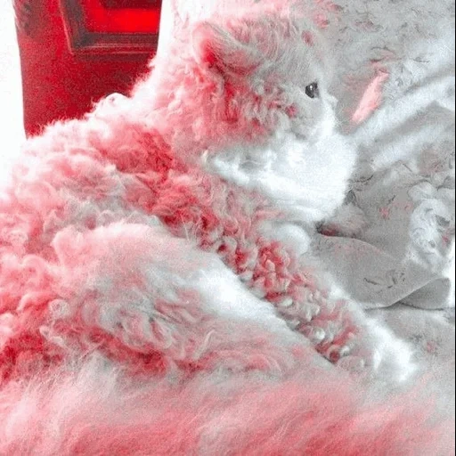 flauschig, hairy pussy, schönes kleines lamm, die behaarte seehunde, selkirk-rex lamm katze