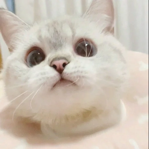 милые котики, милые котики смешные, милые котики белые, котики, милые коты мемы