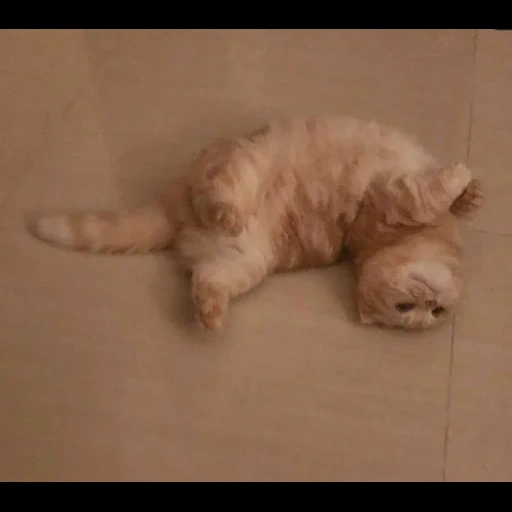 кот, персидская кошка, котик, кошечка, персидская кошка спит