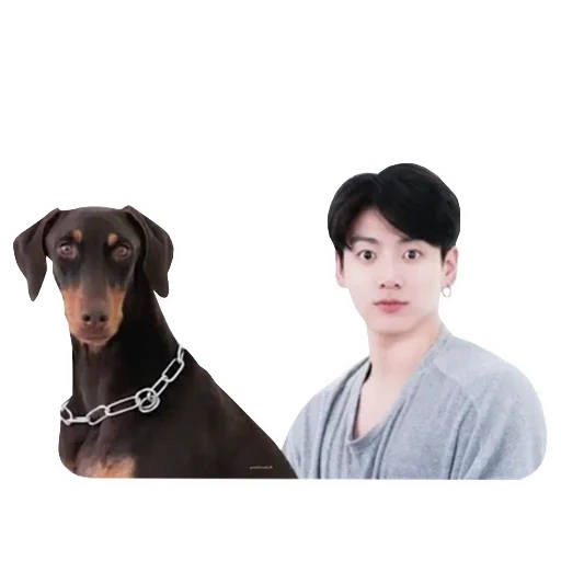 jungkook bts, chien jungkook de bts, jungkook avec un chien, jung jungkook, bts jin