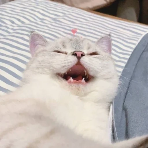 cat, cats, cats, white cat yawns, british cat