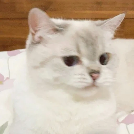 gato, gato, el gato es blanco, meme de gatito, gato plateado de chinchilla