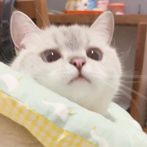 cat, cat zuzu, cute cats, cute cats are white, cute cats are funny