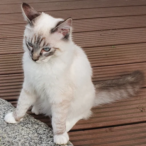 gato, gatos, um gato, gato tailandês, um gato de raça tailandesa