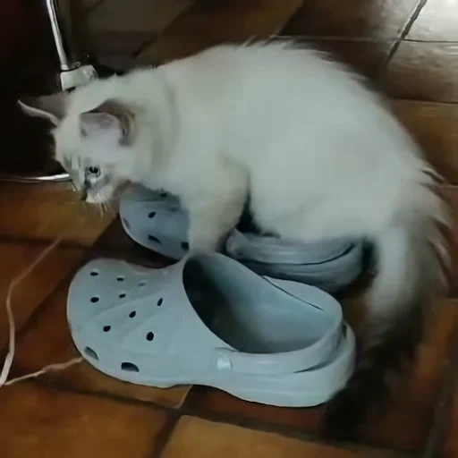 gatos, gato, un gato, zapatilla de gatito, los animales son lindos