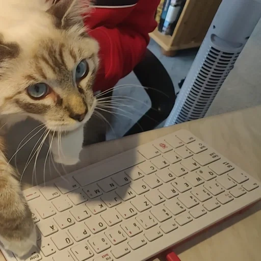 cat, cat, cats, cats hackers, funny animals
