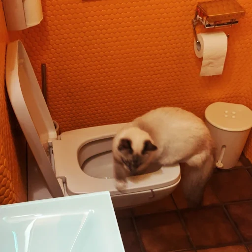 die katze, toiletten, toilettensitz, die toilette der katze, lustige tiere