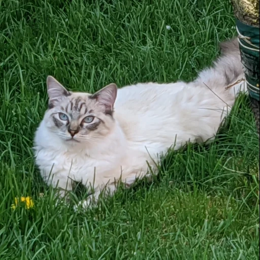 cat, nevskaya cat, thai cat, siberian cat, neva masquerade cat