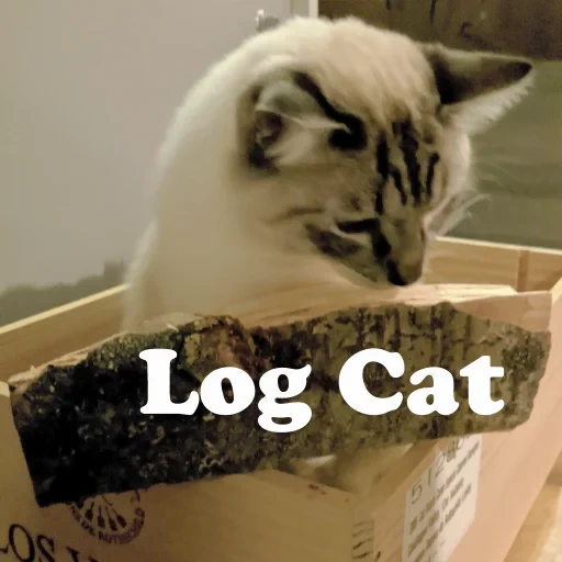 gato, gato, animales, el gato es la caja, los animales son lindos