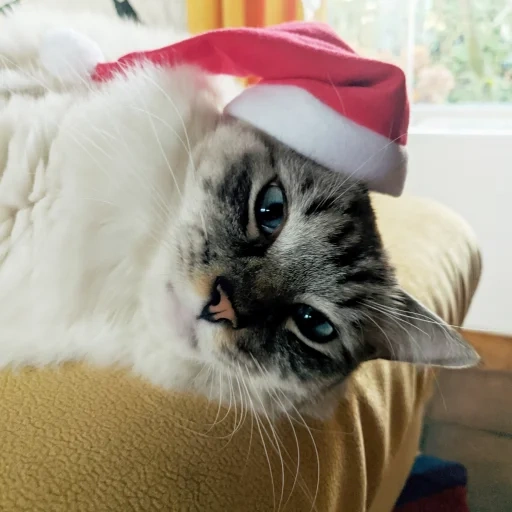 gatto, i gatti, gatto, testa di gatto, babbo natale gatto