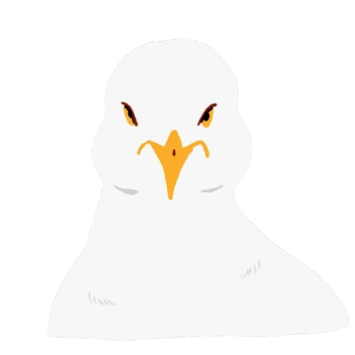 gabbiano, gabbiani bianchi, uccello gabbiano, il gabbiano è grande, seagull seagull