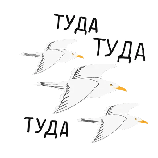 gaivota branca, gaivota branca, pássaro de gaivota