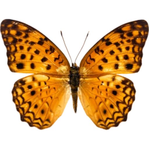 бабочка, бабочка бабочка, butterflies and moths, henschel hs 117 schmetterling