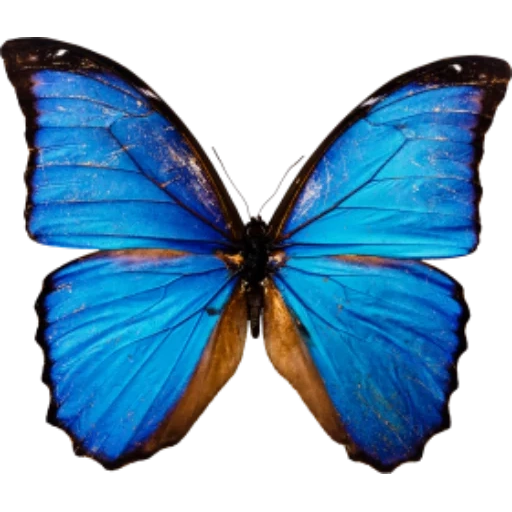морфо бабочка, синяя бабочка, голубая бабочка, бабочка блю морфо, бабочка голубая волна