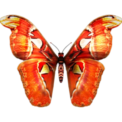 бабочка, бабочка атлас, бабочка бабочка, павлиноглазка атлас бабочка, павлиноглазка атлас белом фоне