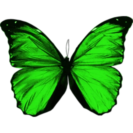 черная бабочка, крылья бабочки, бабочки зеленые, желто зеленая бабочка, бабочки зеленого цвета