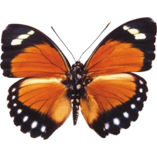 бабочки, крыло бабочки, бабочка монарх, euphaedra eleus, бабочка бабочка