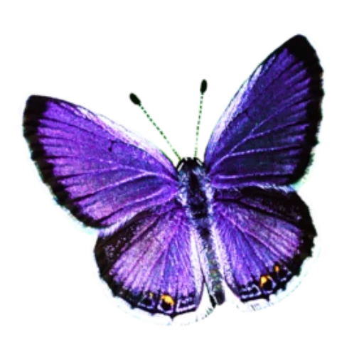 бабочка, бабочка синяя, морфо бабочка, голубая бабочка, бабочки фиолетовые