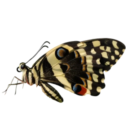 бабочка, моль бабочка, тропическая бабочка, демолей бабочка белом фоне