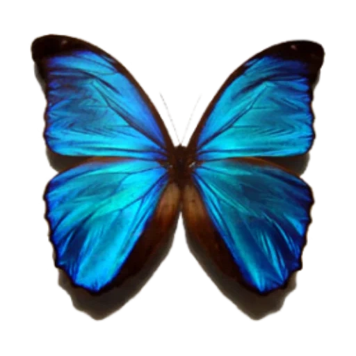 бабочка синяя, голубая бабочка, картина синяя бабочка, ярко синяя бабочка морфо дидиус