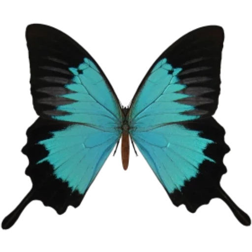 бабочка, бабочка улисс, бабочка синяя, бабочка парусник улисс, papilio ulysses бабочка