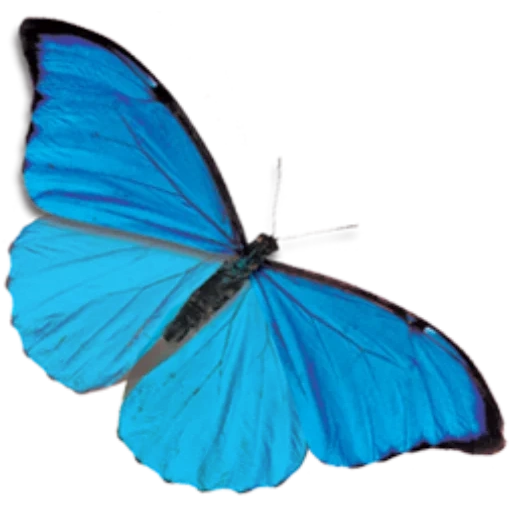 синяя бабочка, голубая бабочка, бабочка морфо дидиус, бабочка голубая волна, голубая бабочка сбоку