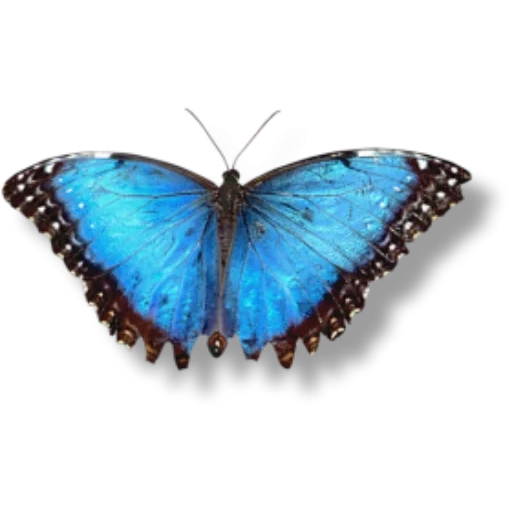 голубой морфо, бабочки морфо, бабочка синяя, голубая бабочка, бабочка алексанор белом фоне
